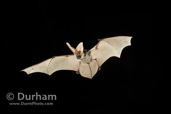 spotted bat spotted bat