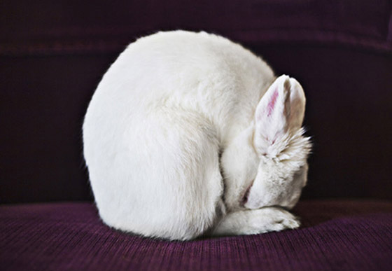 rabbit rabbit