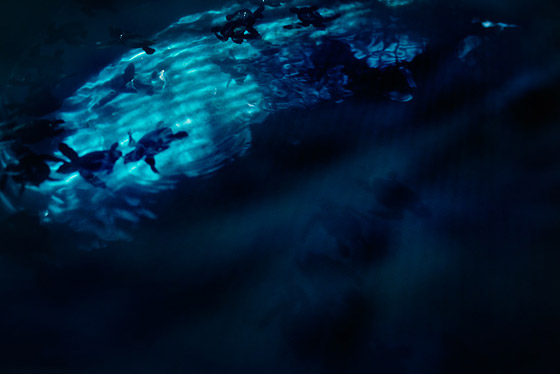 NEON sea turtle NEON sea turtle