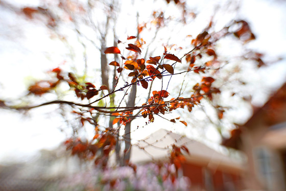 Lensbaby Lensbaby