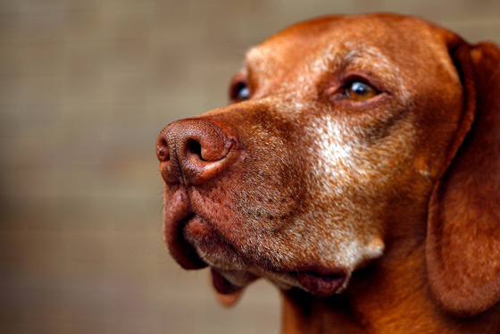 Lensbaby Lensbaby