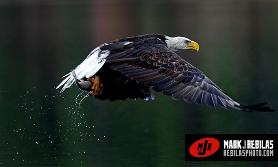 Bald Eagle