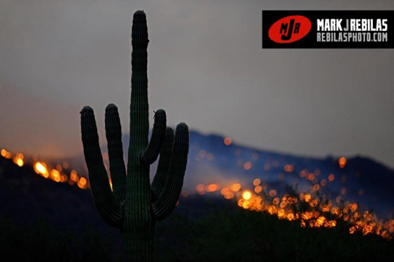 cactus fire