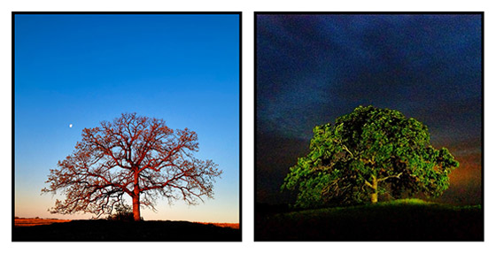 that-tree