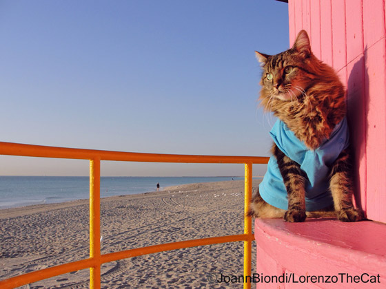 Lorenzo The Cat