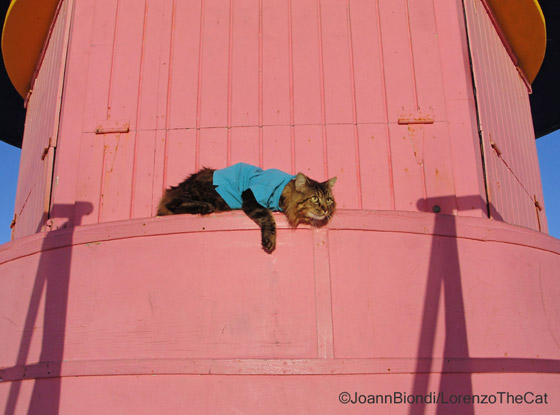 Lorenzo The Cat