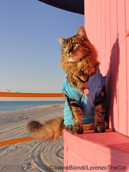 Lorenzo The Cat