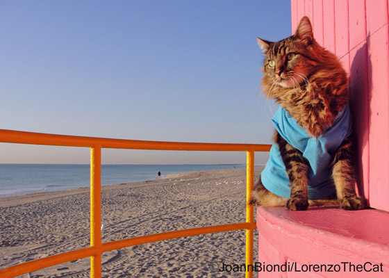 Biondi-LorenzoTheCat
