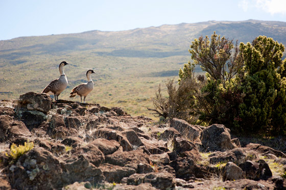 Nene Birds