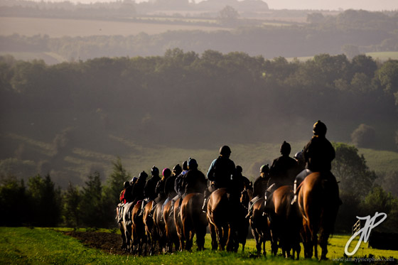 horses