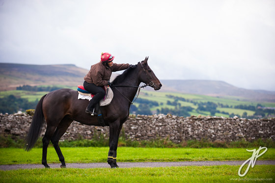 horse