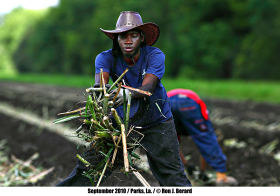 Sugarcane Harvesting