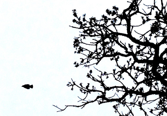 thattree-2