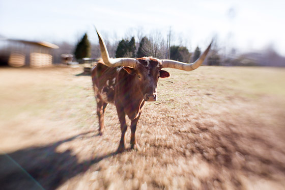 lensbaby