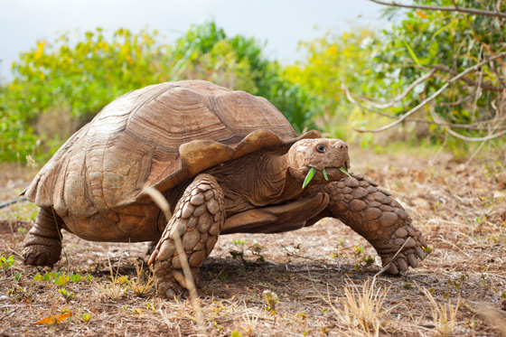 tortoise